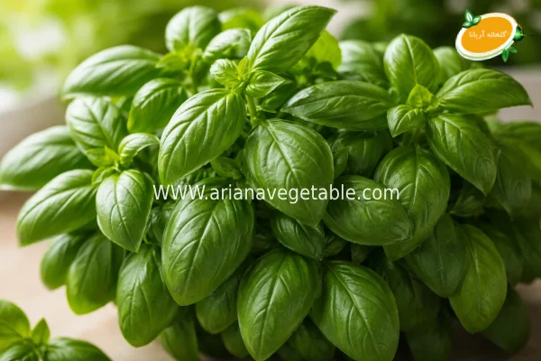 ریحان ایتالیایی 6 Consumption of Italian basil
