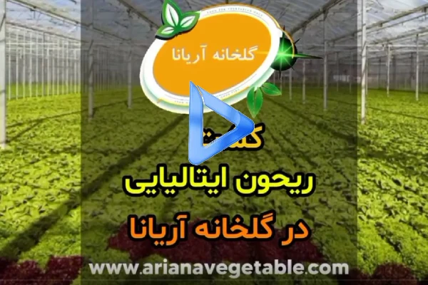 ریحان ایتالیایی 3 پرورش ریحان ایتالیایی در گلخانه