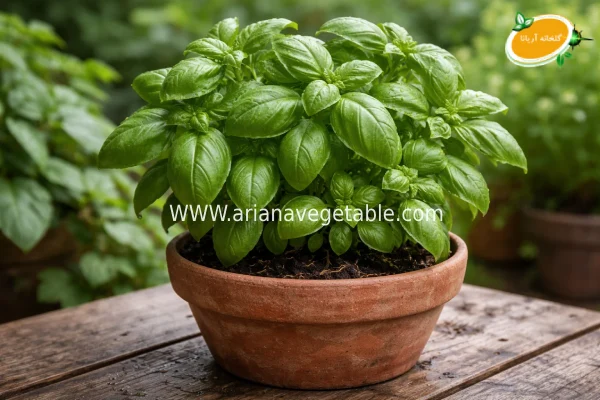 ریحان ایتالیایی 8 Italian basil in cooking