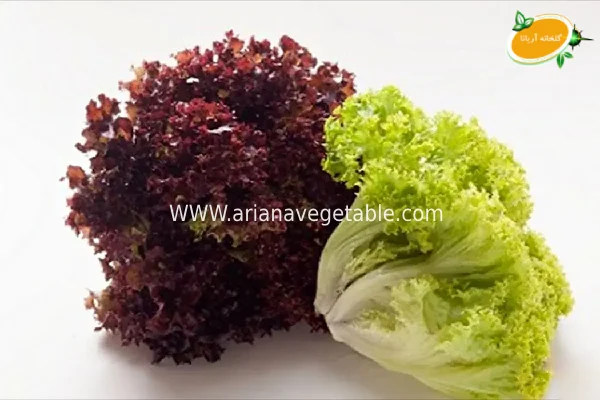 کاهو فرانسوی 5 خواص کاهو فرانسوی