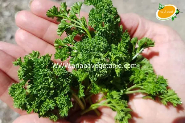 فواید جعفری فری