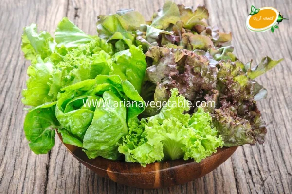 کاهو فرانسوی 4 قیمت کاهو فرانسوی