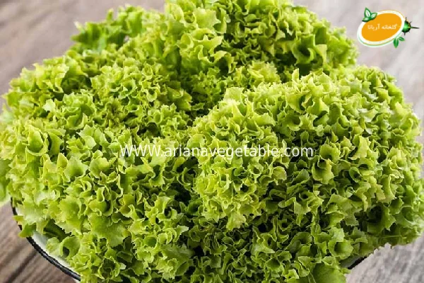 کاهو فرانسوی 7 ویژگی های کاهو فرانسوی