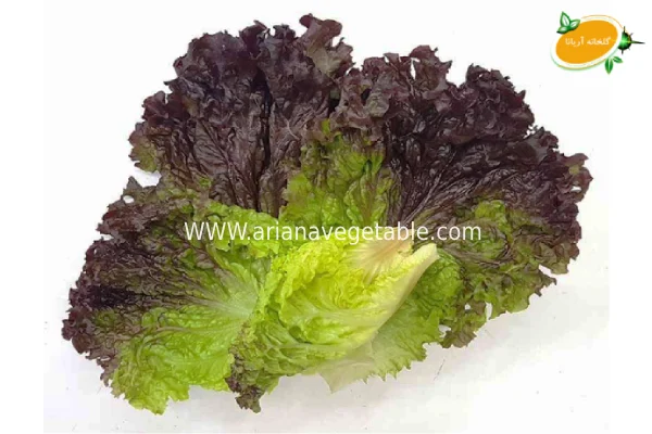 کاهو فرانسوی 6 کاهو فرانسوی قرمز