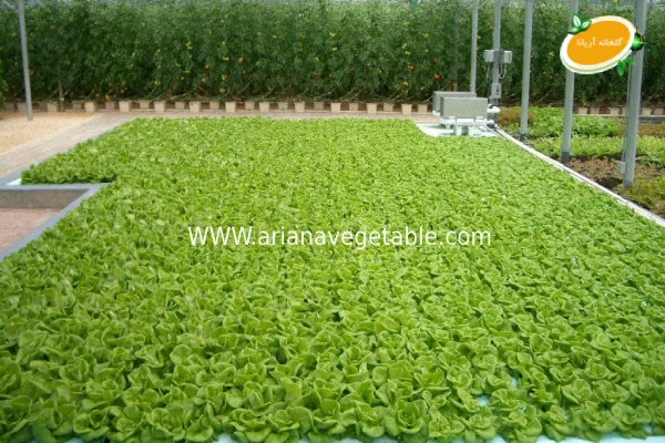 کشت هیدروپونیک چیست؟ 5 تاریخچه کشت هیدروپونیک