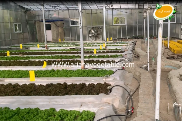 کشت هیدروپونیک چیست؟ 4 روش کشت هیدروپونیک گلخانه ای