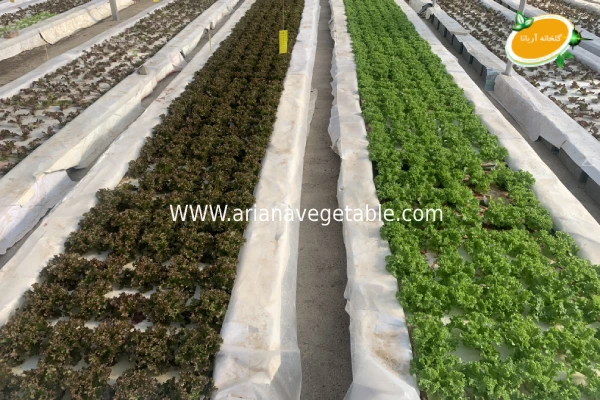 کشت هیدروپونیک چیست؟ 6 نکات کاربردی کشت هیدروپونیک