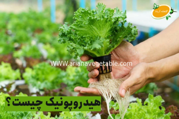 کشت هیدروپونیک چیست؟ 2 هیدرویونیک چیست؟