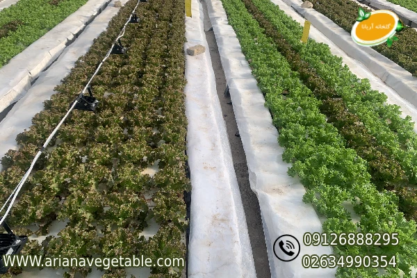 کشت هیدروپونیک چیست؟ 1 کشت هیدروپونیک چیست؟