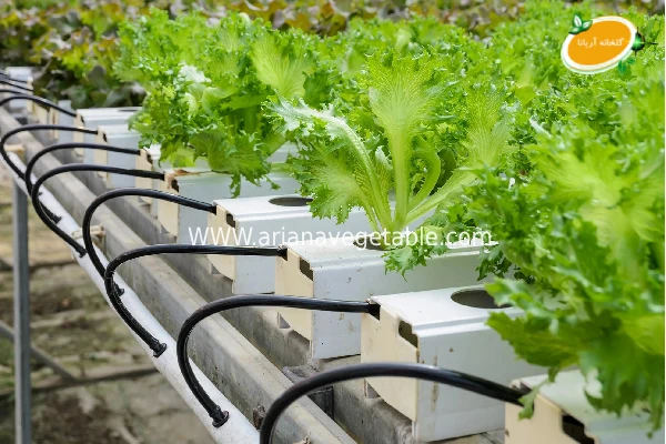 کشت هیدروپونیک چیست؟ 3 کشت هیدروپونیک