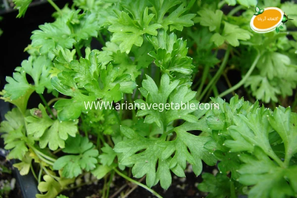 خرید جعفری در تهران 4 خرید جعفری در تهران