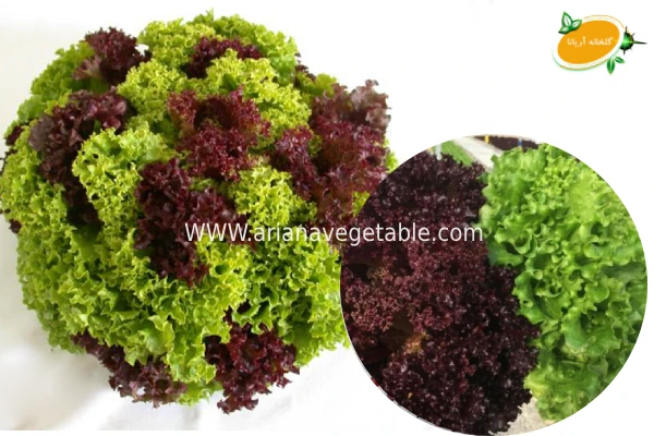 خرید کاهو فرانسوی در تهران 6 خصوصیات ظاهری کاهو فرانسوی