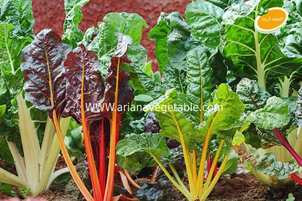 خواص سوئیس چارد در تهران