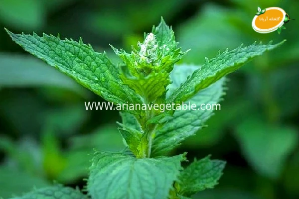 خواص پونه خشک