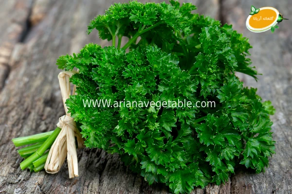 خرید جعفری در تهران 2 قیمت جعفری در تهران