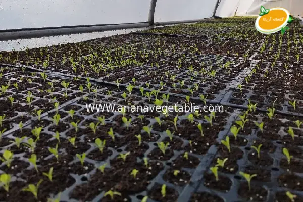 نشا کاهو فرانسوی سبز