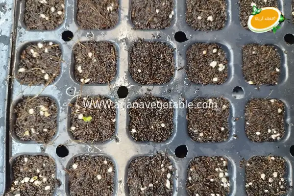 نشا کاهو فرانسوی 