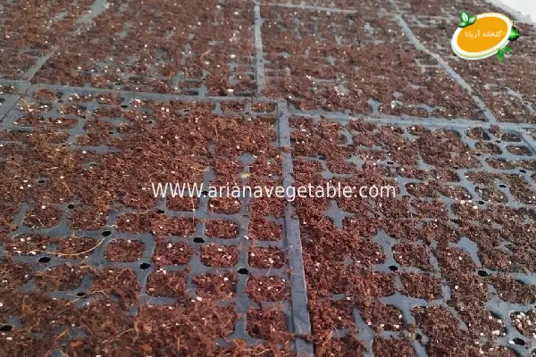 نشا کاهو فرانسوی قرمز