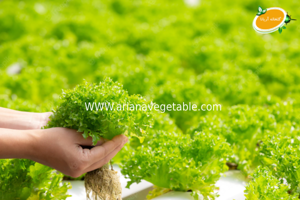 پرورش کاهو به روش هیدروپونیک 5 بستر کشت هیدروپونیک