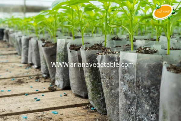 بهترین سبزیجات گلخانه