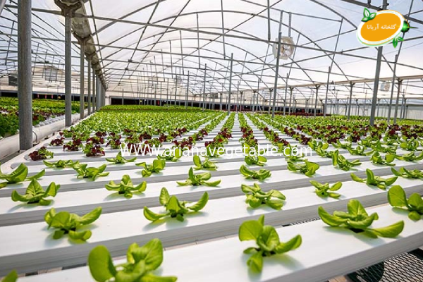 پرورش کاهو به روش هیدروپونیک 4 روش_های مناسب برای آبیاری کاهو