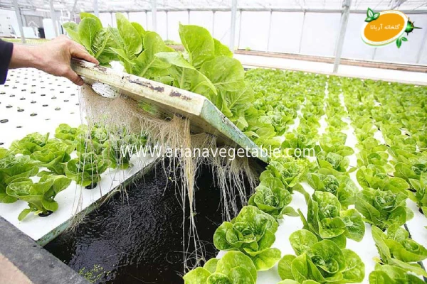 روش_های مناسب برای آبیاری کاهو