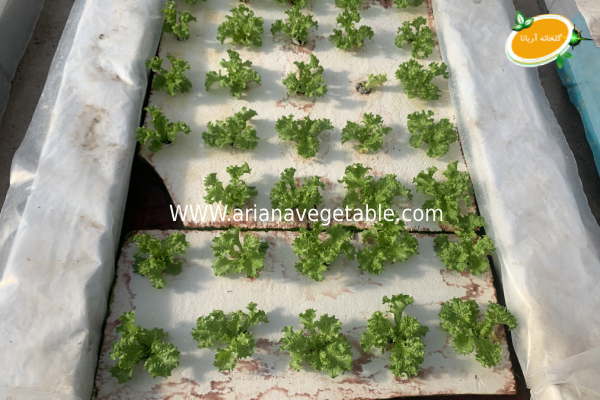 زمان مناسب کاشت گیاه