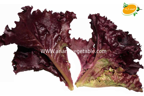 زمان کاشت کاهو فرانسوی