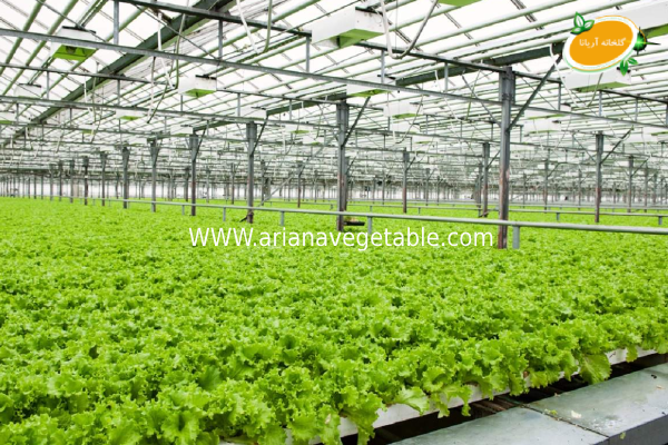 طولانی کردن فصل رشد گیاه