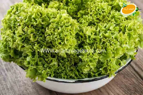 معرفی کاهو بیوندا سبز