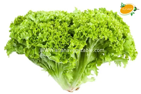 مهم_ترین خواص کاهو بیوندا