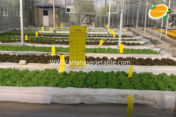 کاشت سبزیجات در گلخانه آریانا