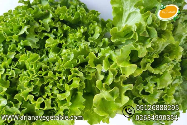 خرید کاهو بیوندا سبز در کرج