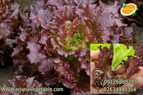 کاهو فرانسوی چگونه کاشت می_شود؟