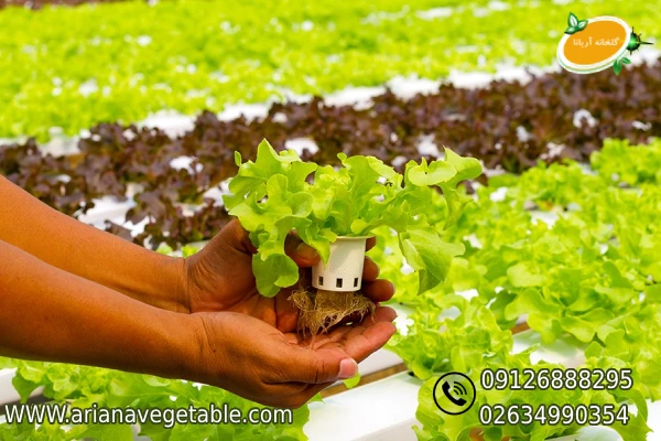 پرورش کاهو به روش هیدروپونیک