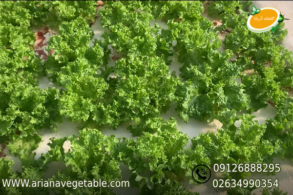 گیاهان گلخانه ایی