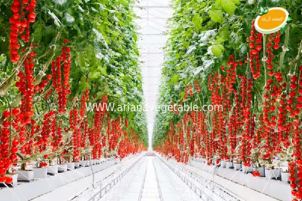 مزایای بهترین گیاه برای کشت هیدروپونیک