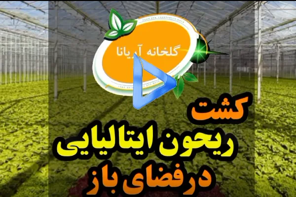 کشت ریحان ایتالیایی در فضای باز