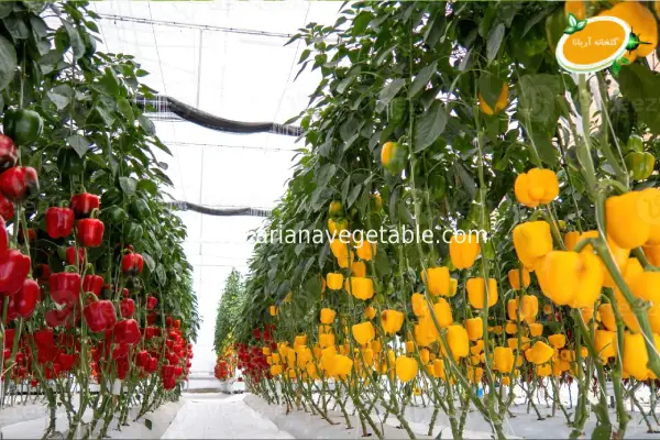 روش کشت گیاهان به روش هیدروپونیک 