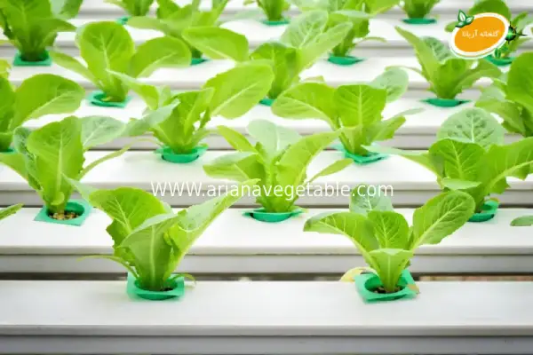 نکات مهم در کاشت گیاهان به روش هیدروپونیک 