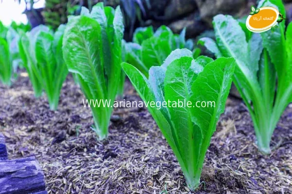 آماده_سازی خاک