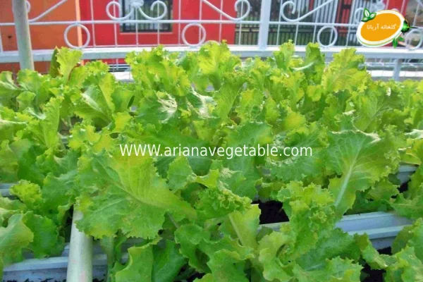 انتخاب بذر و گلدان