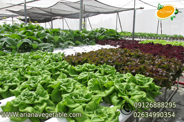 تولید سبزیجات گلخانه ای