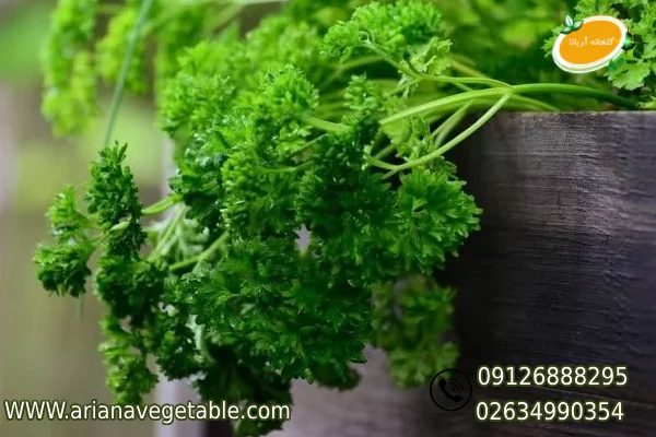 خرید جعفری فری در کرج 1 خرید جعفری فری در کرج