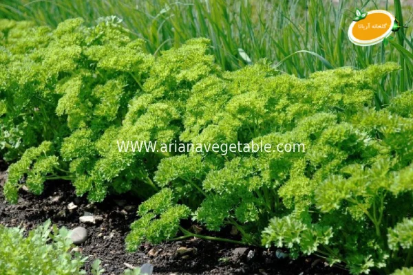 خرید جعفری فری در کرج 2 خرید جعفری فری