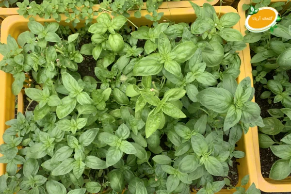 خرید ریحان ایتالیایی در تهران