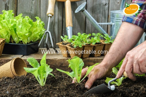 خرید سبزی گلخانه ایی