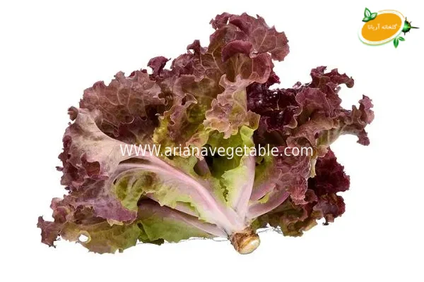 خرید کاهو فرانسوی در کرج 3 خرید کاهو فرانسوی در کرج (1)