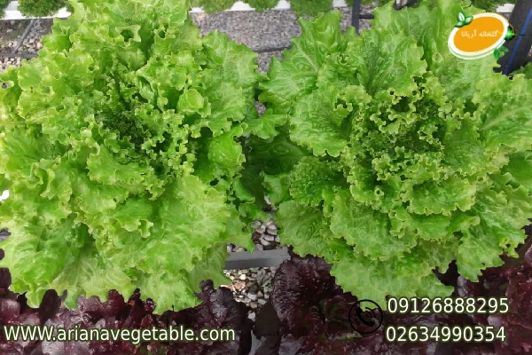 خرید کاهو فرانسوی در کرج 1 خرید کاهو فرانسوی در کرج