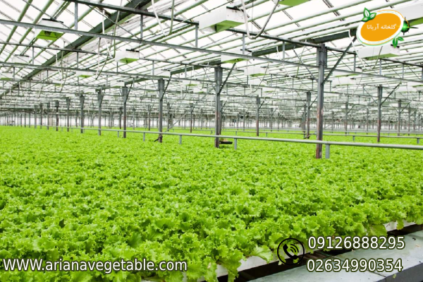 دما مناسب رشد گیاه